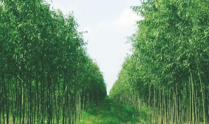 1437542623866617.jpg 979729.jpg