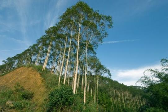 讓桉樹更好地造福人類.jpg 讓桉樹更好地造福人類.jpg