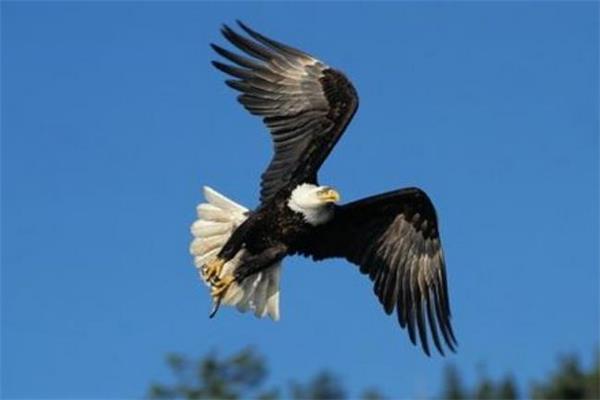 銷售四境界:母雞、公雞、貓頭鷹和老鷹.jpg 銷售四境界:母雞、公雞、貓頭鷹和老鷹.jpg