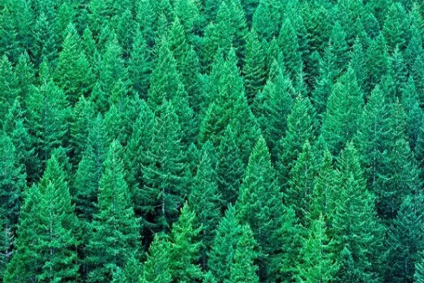 圣象新飾線--詮釋踢腳線 圣象新飾線--詮釋踢腳線