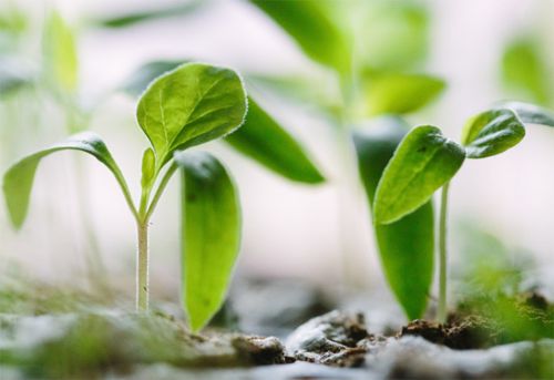 家裝市場綠色風起 家裝市場綠色風起