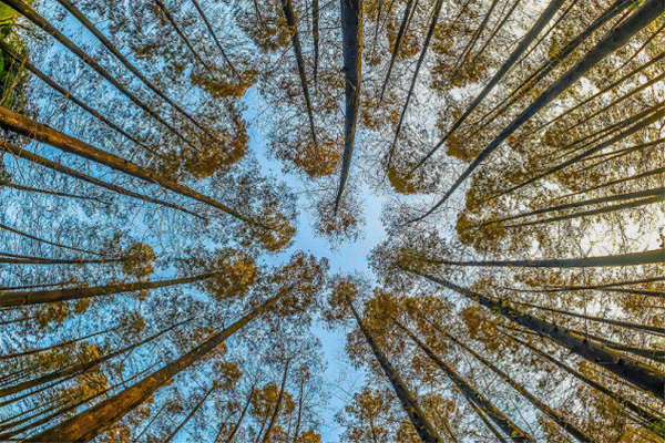 關于“木種實名制”的那些事！精明的你，都懂了嗎？