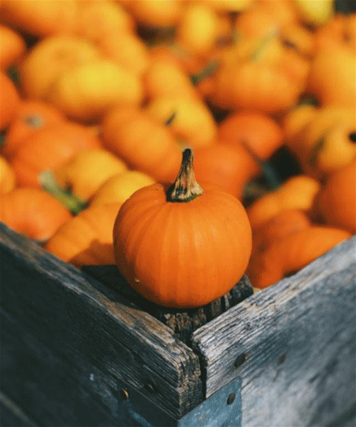 大自然木門:南瓜色,點亮你的秋日家居 大自然木門:南瓜色,點亮你的秋日家居