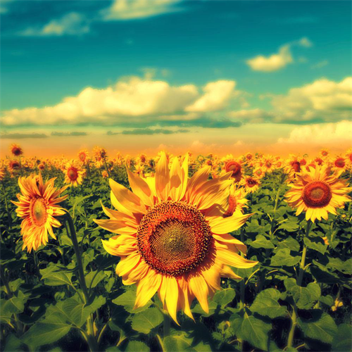 大自然地板:人總是不遺余力地尋找溫暖 大自然地板:人總是不遺余力地尋找溫暖