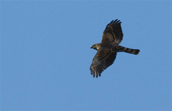 大自然木門:給父母健康的守護 大自然木門:給父母健康的守護