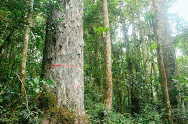 高端實(shí)木地暖地板,大自然為何受到熱捧? 高端實(shí)木地暖地板,大自然為何受到熱捧?