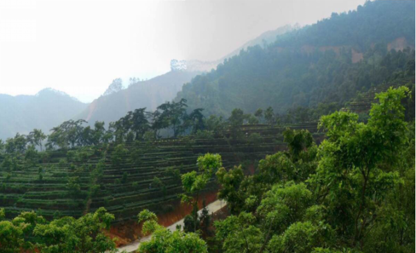 光照人茶業品牌4月21日亮相北京國際民宿產業博覽會 光照人茶業品牌4月21日亮相北京國際民宿產業博覽會