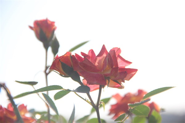 1525448084179016.jpg IMG_1338.JPG