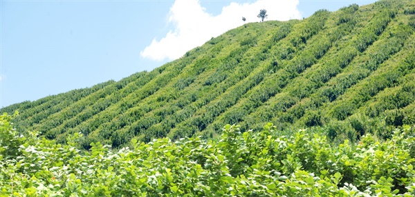 1539299752911942.jpg timg1.jpg