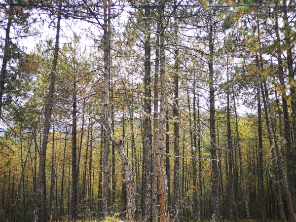 1541230519701949.jpg 微信圖片_20181103015739.jpg