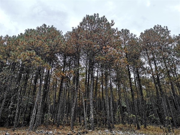 1541230978868241.jpg 微信圖片_20181103015755.jpg