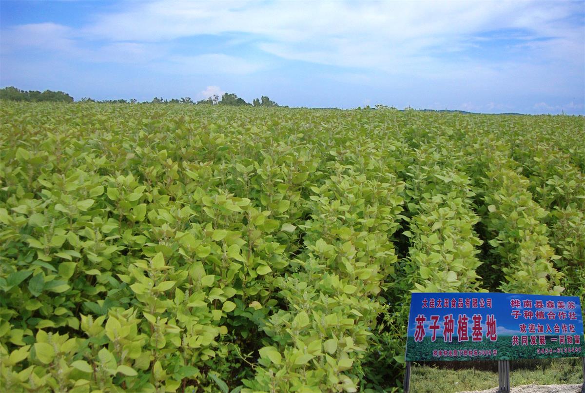 1596533965762407.jpg 微信圖片_202008041634193.jpg